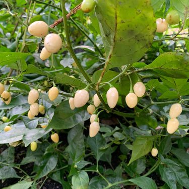 Habanero Yucatan White - Seeds - The Pepper Pantry (Formerly Marie Sharp's)